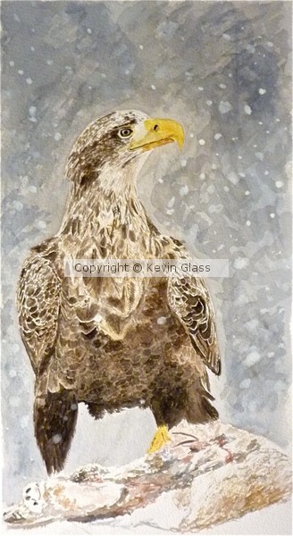 White-tailed Eagle