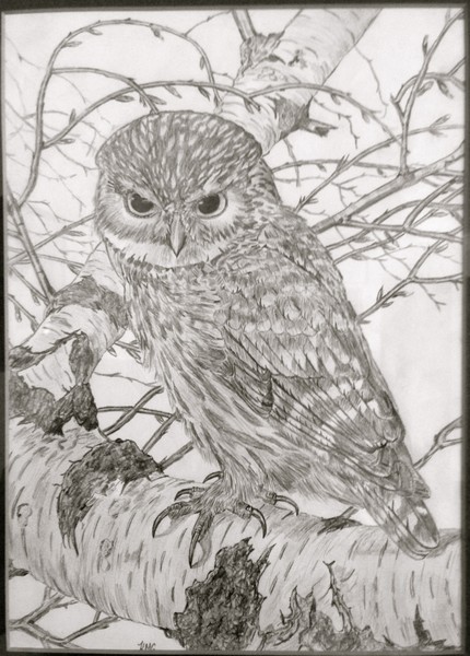 Little Owl