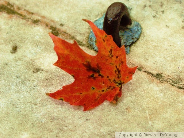 MAPLE ON MARBLE