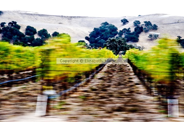 Wine Country