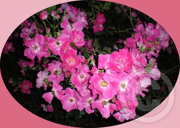Flowers!!!