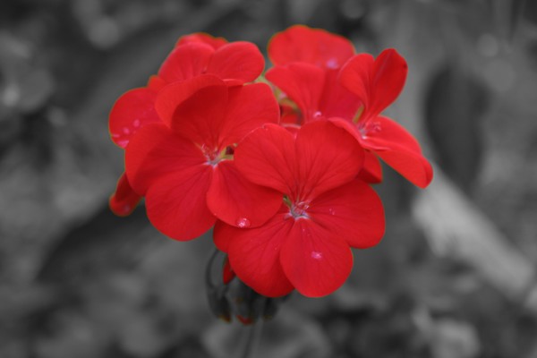 Red Geranium