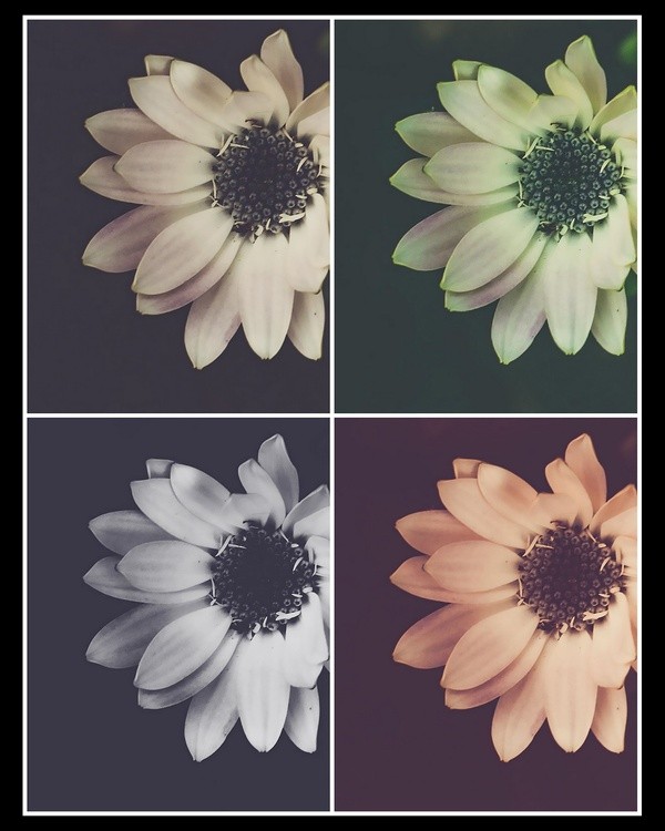 Daisy Quad