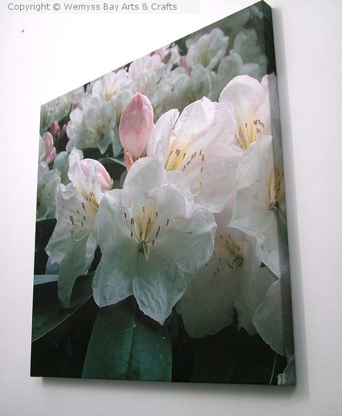 Rhododendron 1