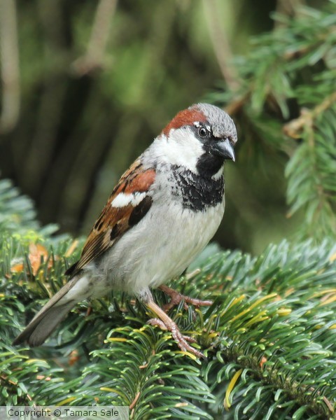 House Sparrow