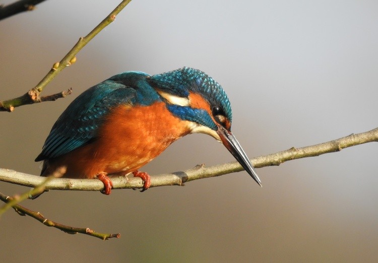 Kingfisher 