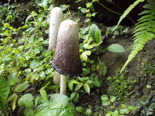 Mushroom