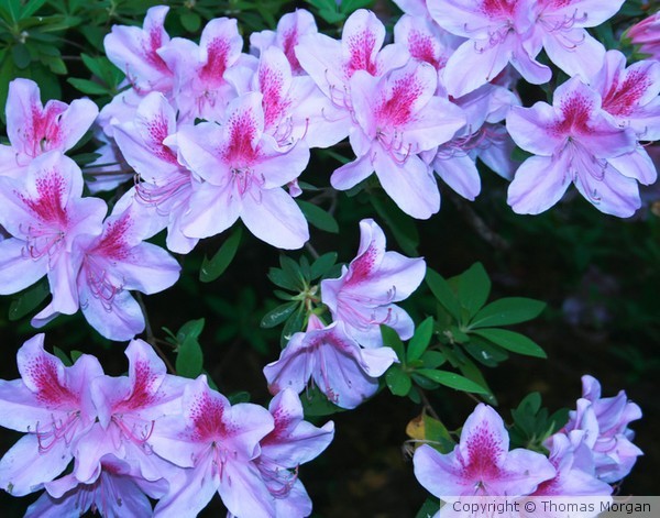 Azaleas 2