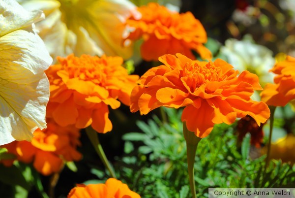Burst of Orange