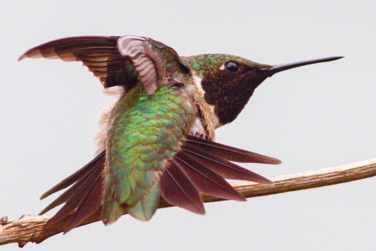 Ninja hummingbird 