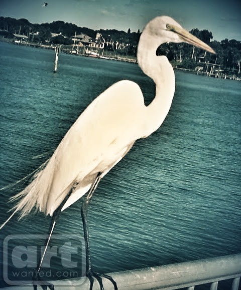 A fine feathered Bellair Beauty