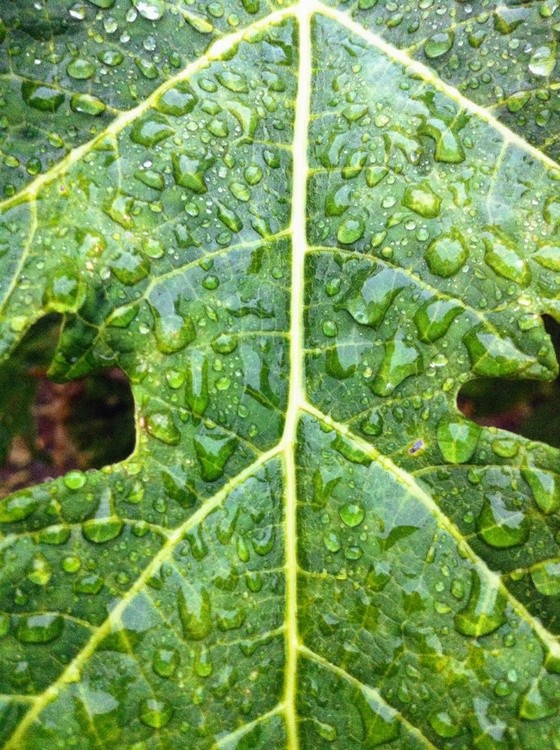 Karen Muro Fresh plant