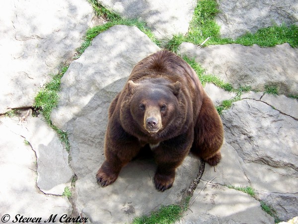 I Can Be Your Teddy Bear by Steven Carter