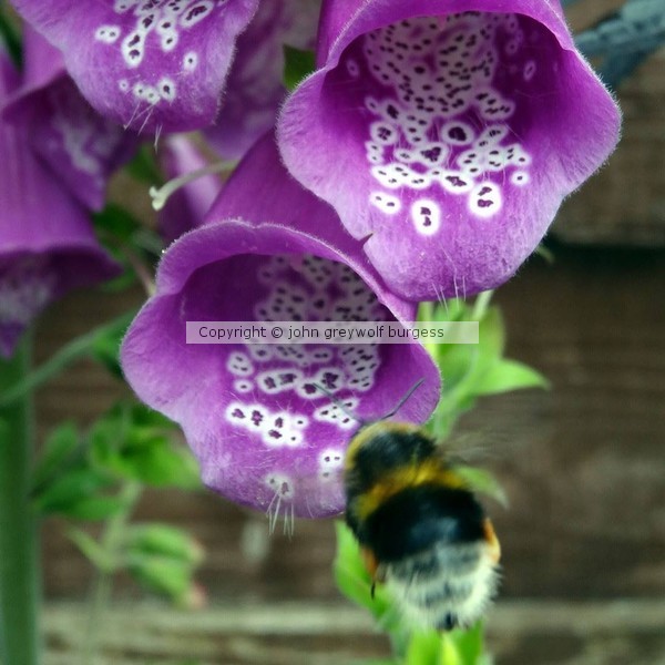 Bee