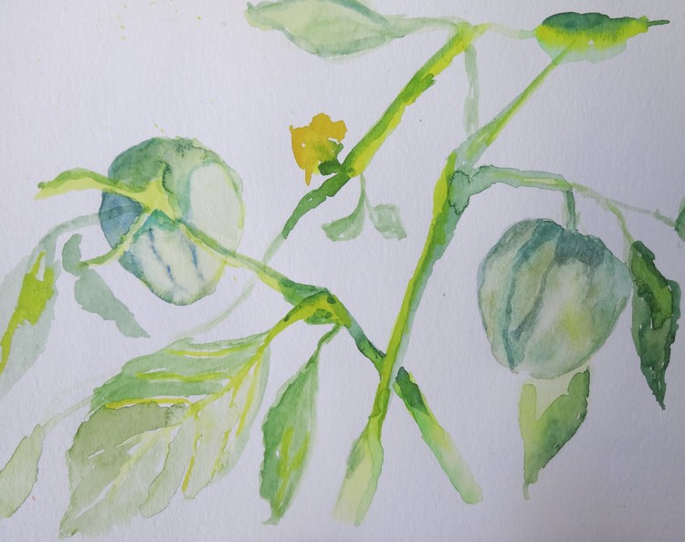 Tomatillo