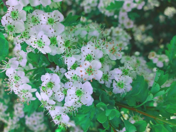 wild flowers