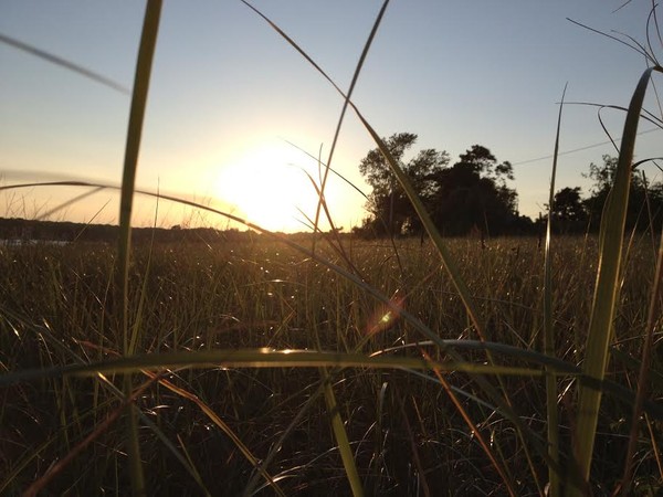 Field of Beauty