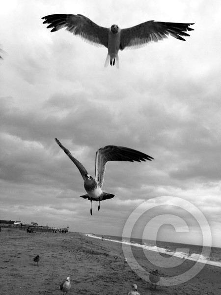 Gulls 1