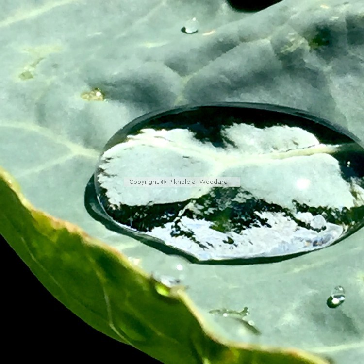 In the eye