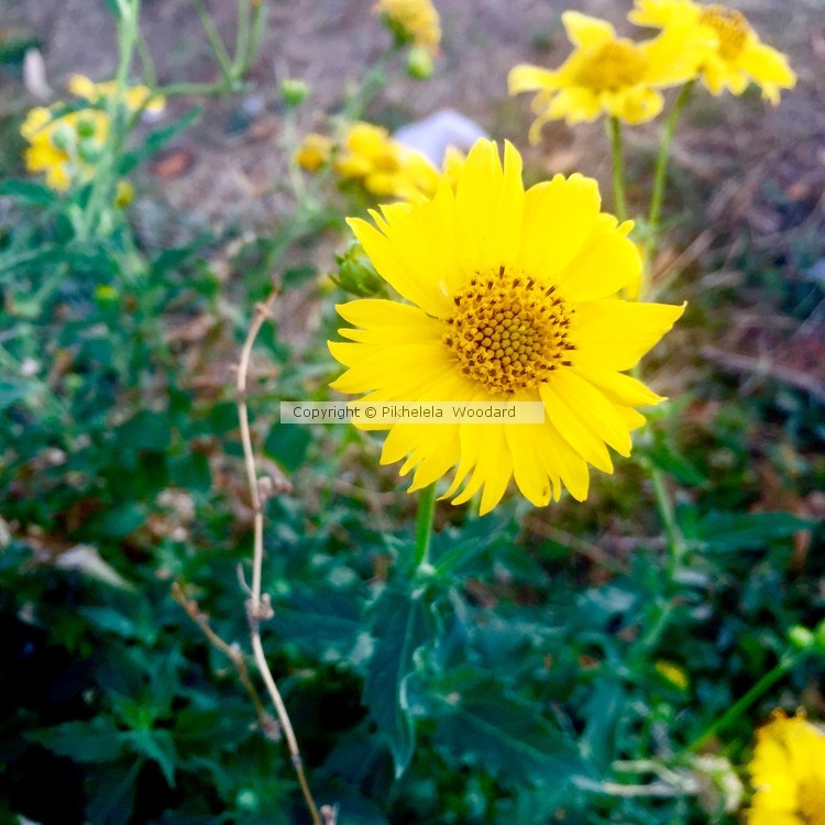 Burst of sunshine