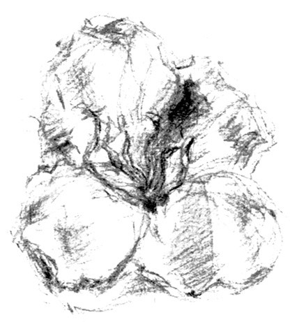 Princess Flower Sketch