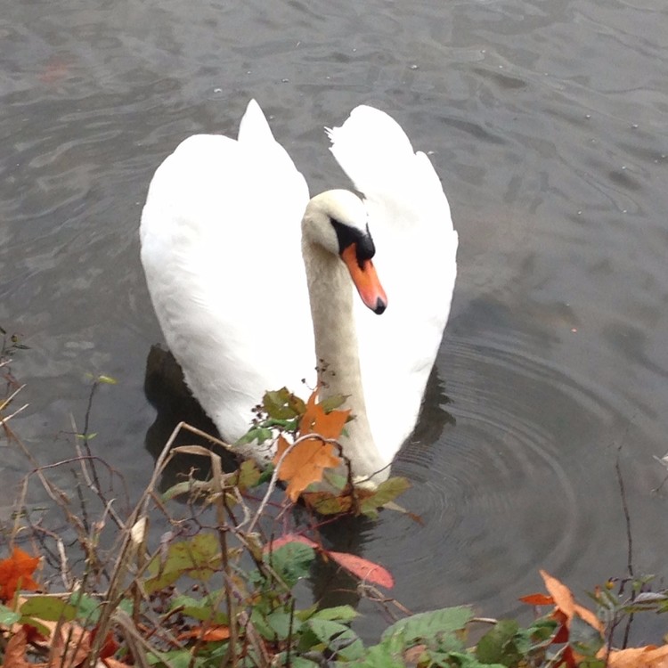 Lost Lagoon swan