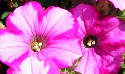 Pink Ladies 3