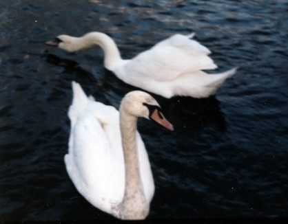 Swans