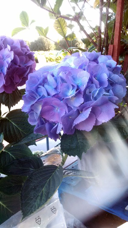 sunlight  streaming through flowers at dawn