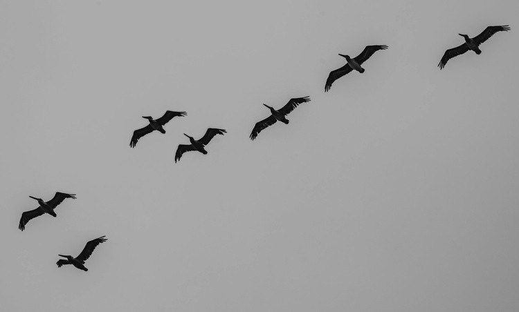 Pelicans above Baker Beach - August 7 2026