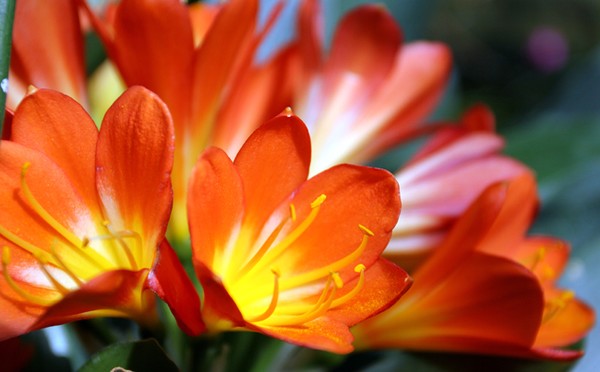 Hot house flowers
