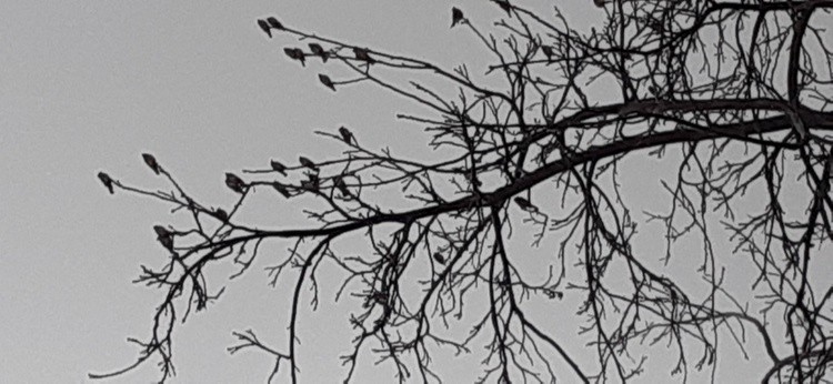20230310 cedar waxwings