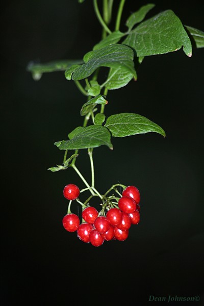 Berry-licious