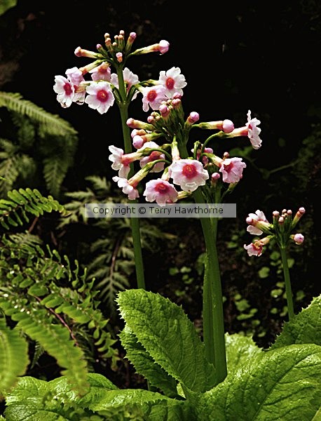 Woodland Wonder