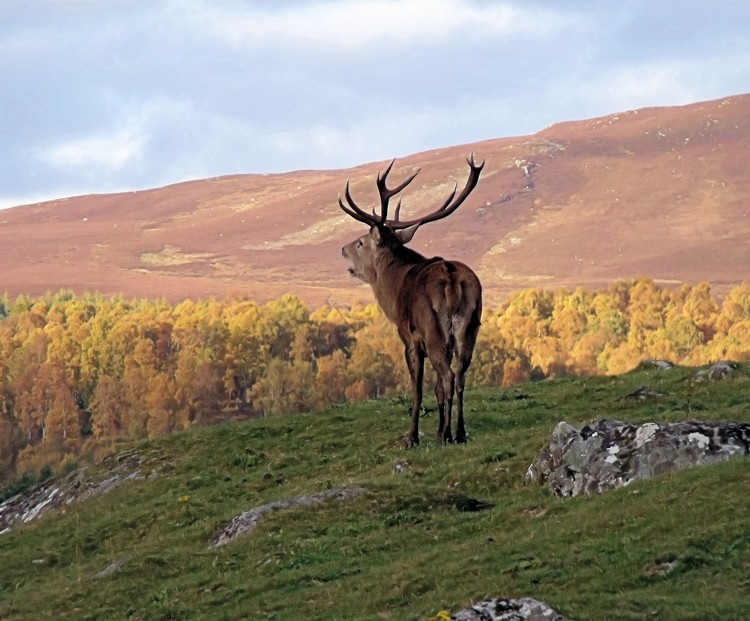 Red Deer in the Scottish Highlands