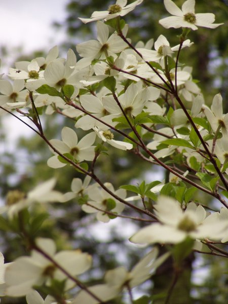 Dogwood