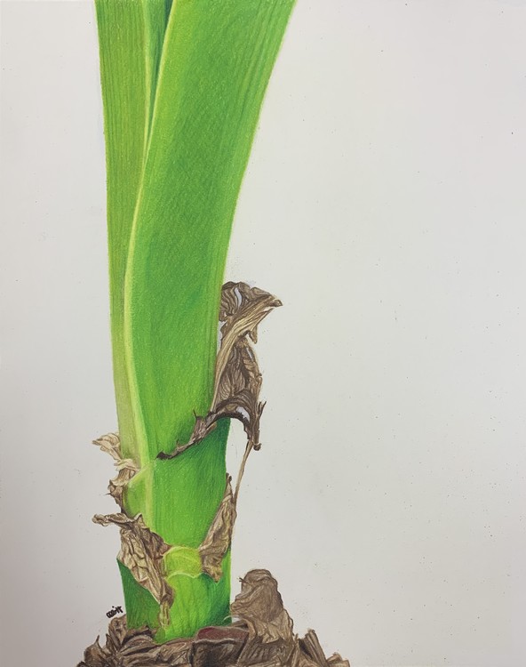 Amaryllis Stalk