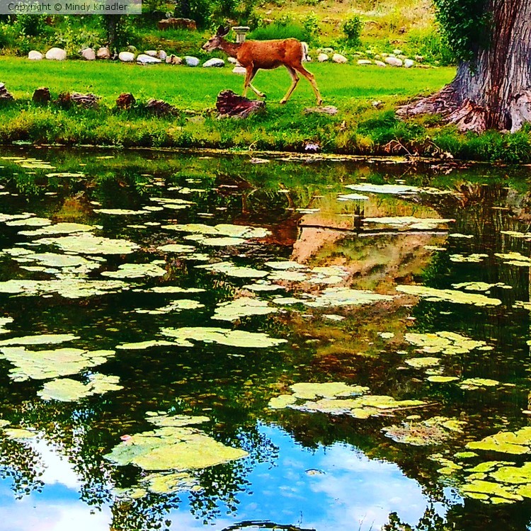 deer by pond