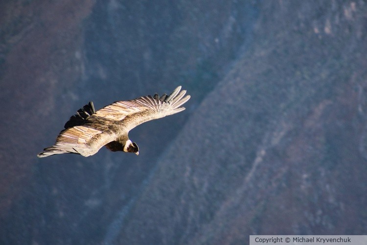 Male Giant Condor