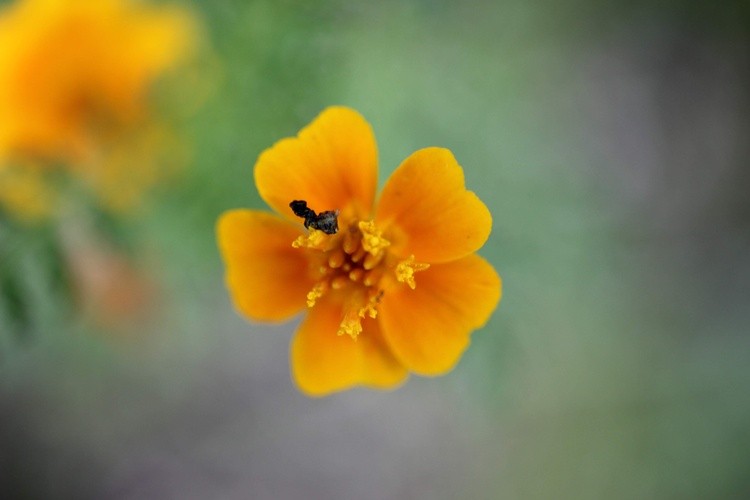 Cosmos creature