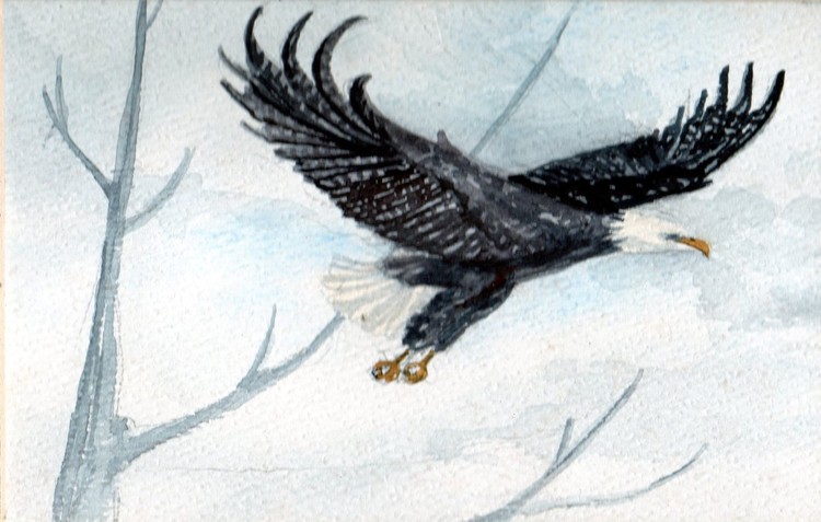 bald eagle flight