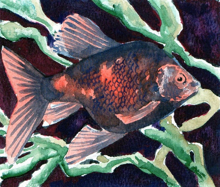 brown and gold fish