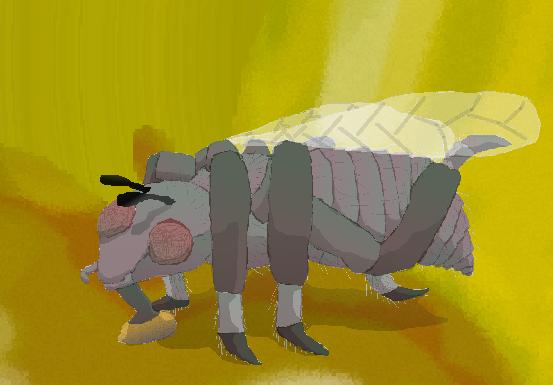 Portrait of a Fly