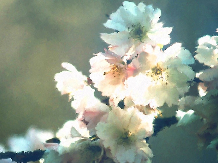 Cherry Zen