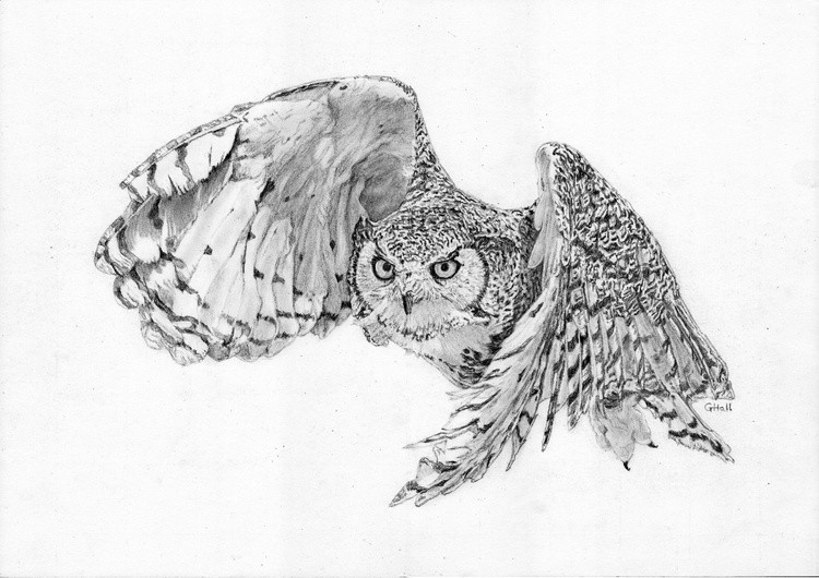 Horned Owl 