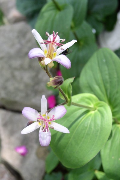 Toad Lily