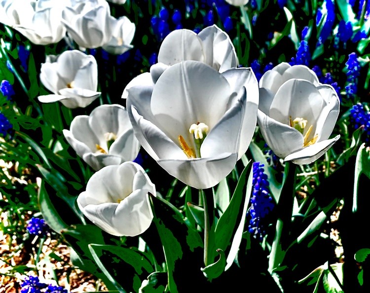 White Tulips