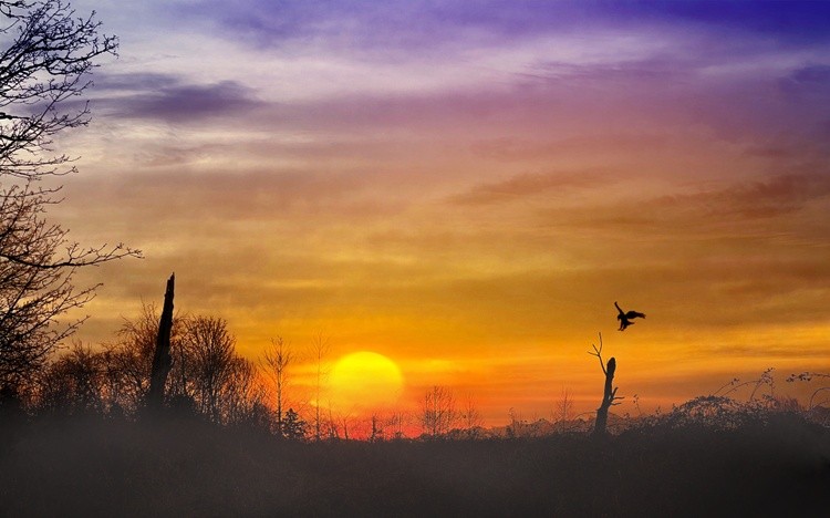 Early Morning Meadow Sunrise