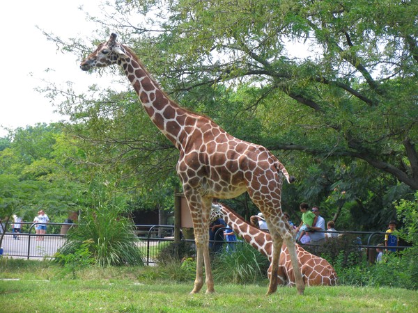 Giraffe