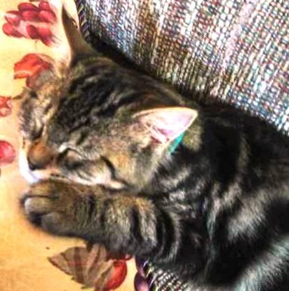Cat days